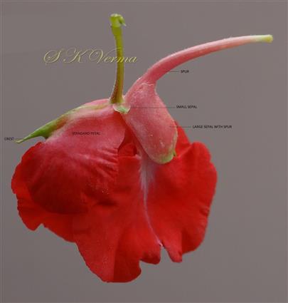  Flower-Calyx and Corolla